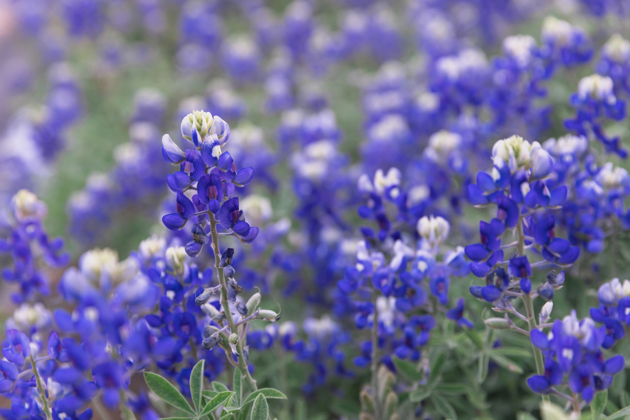 Wildflower season