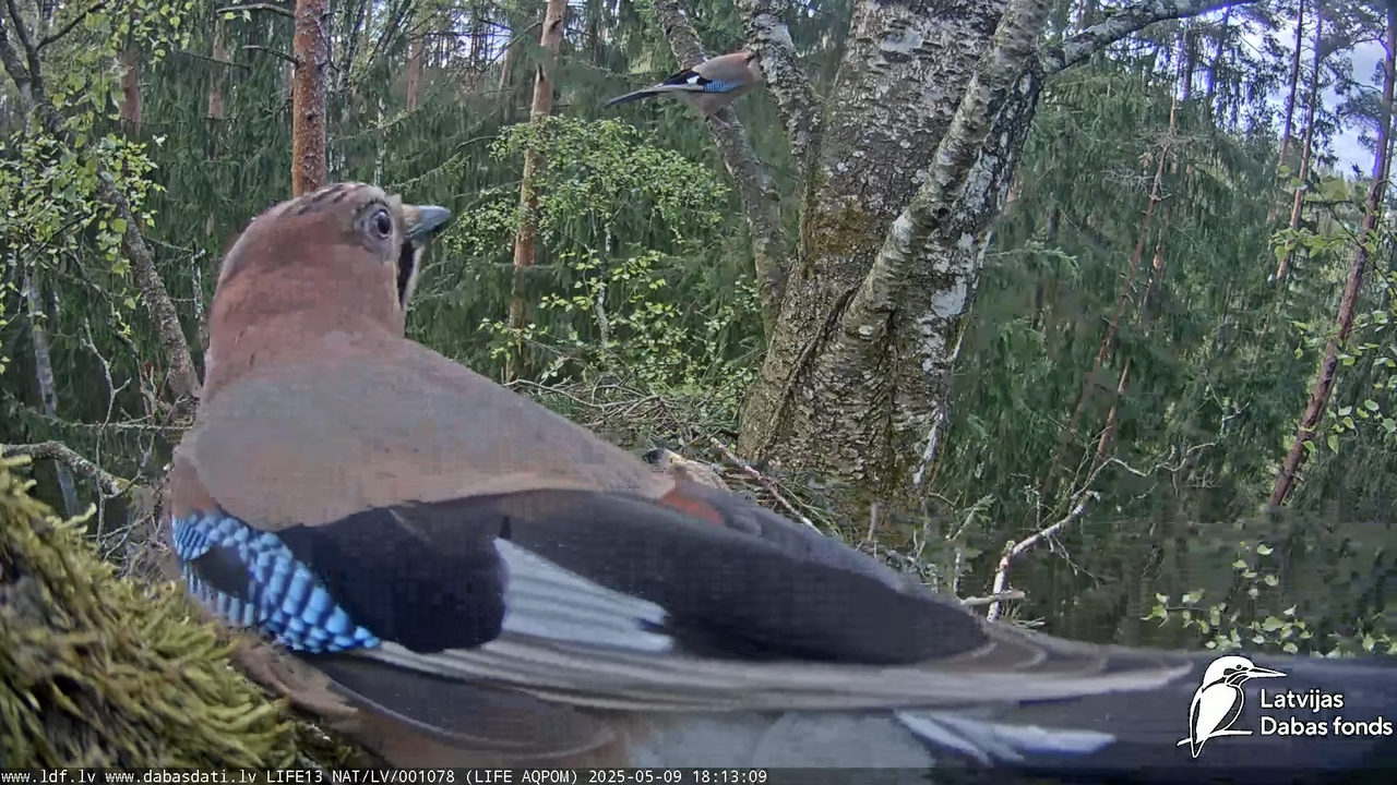 Mazais ērglis (Clanga pomarina), ligzda bērzā 16-17-4 screenshot