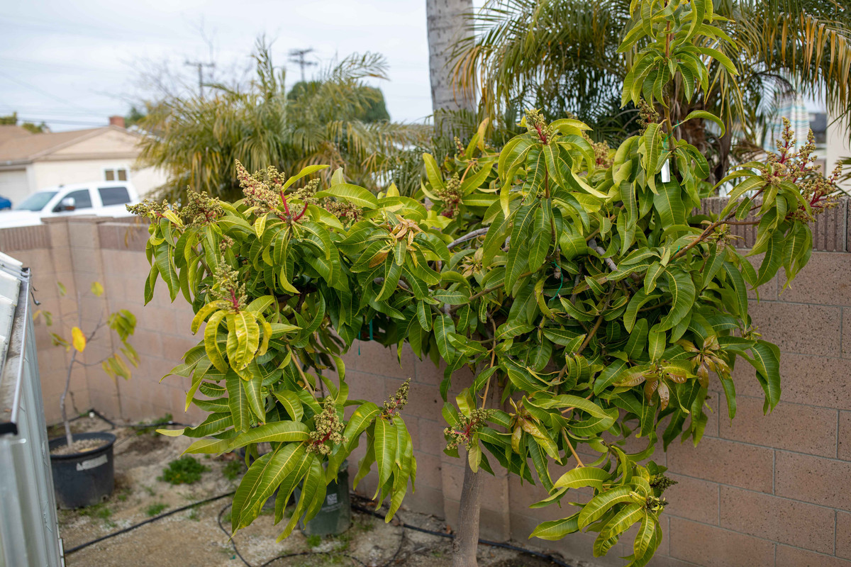 8U1A8447  Coconut Cream Mango Tree in Bloom (3-30-2021)