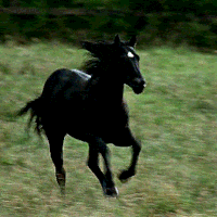 horsin-around-av3.gif