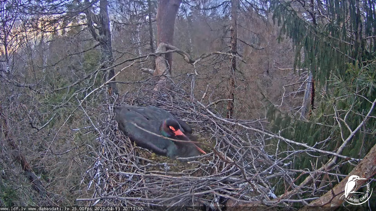 Melnais stārķis (Ciconia nigra) Siguldas novadā - LDF tiešraide 10-56-45 screenshot