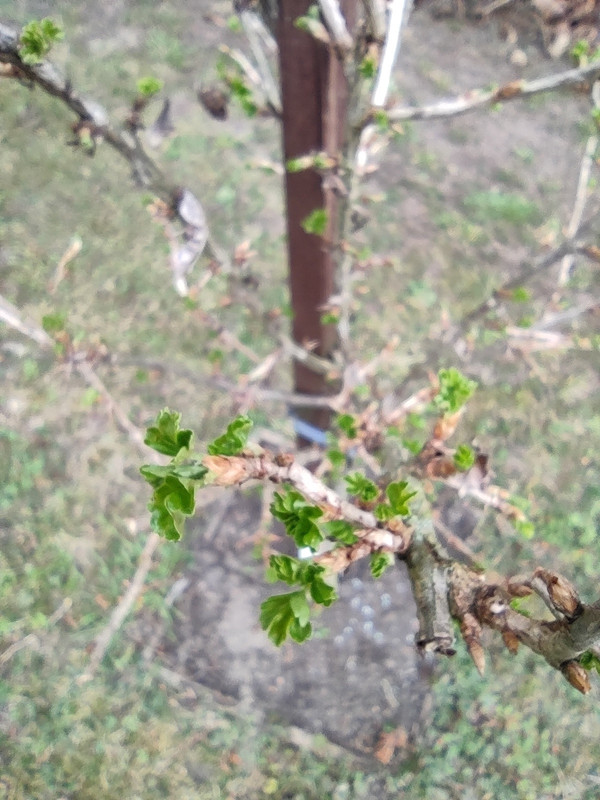 IMG-20240312-152315.jpg