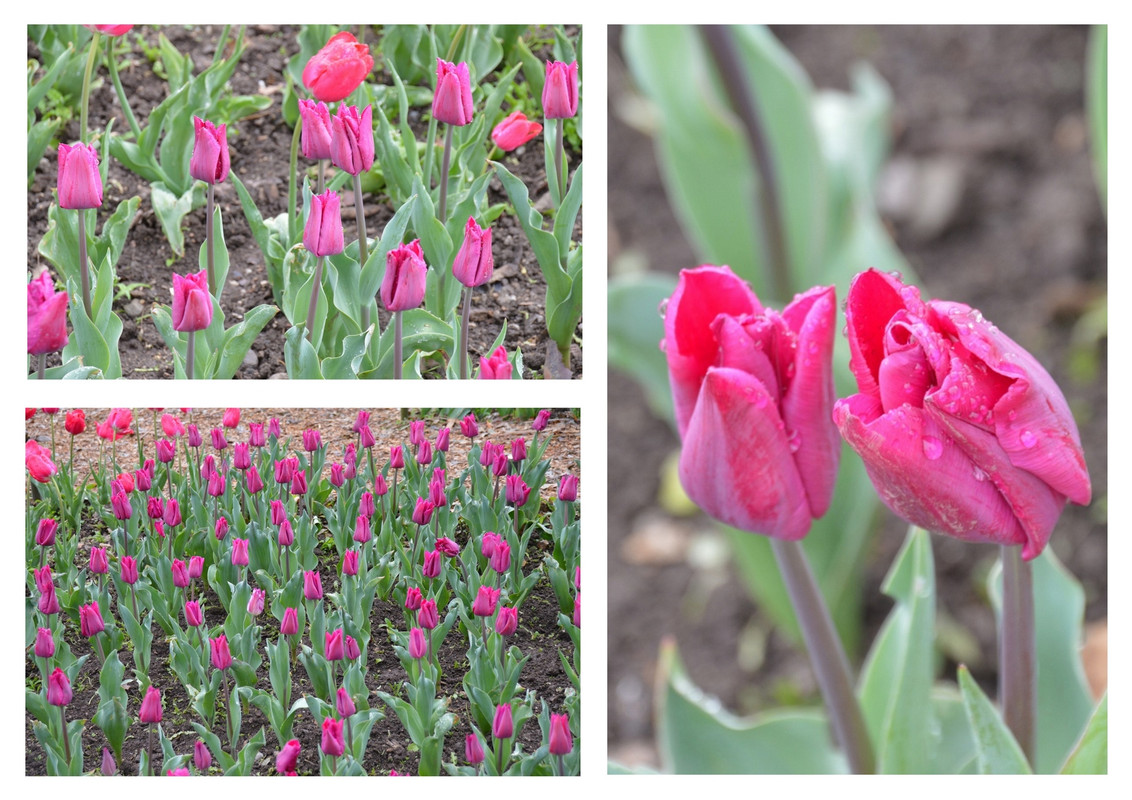 Новый коллаж.jpg 55