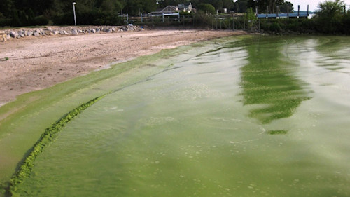 Large Algae Blooms In The Great Lakes
