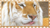 made by @transmascgarfield on tumblr
