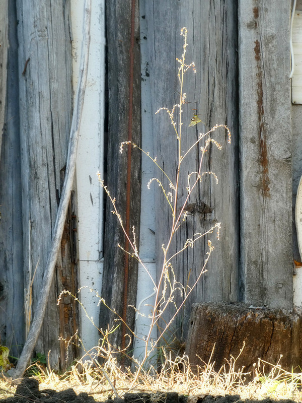 P1060369-1... (1024)