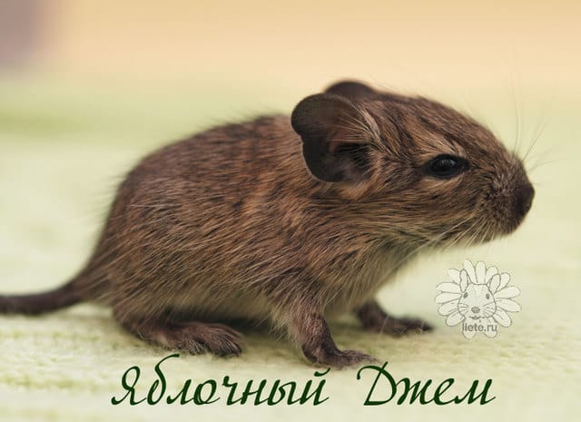 яблочный-джем1_1-нед