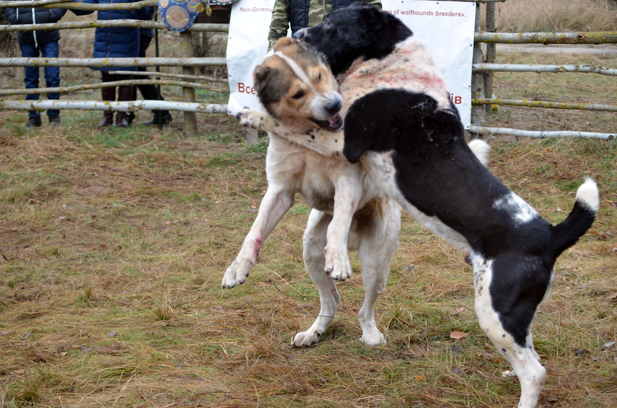 Халк - Сако 2 (4)