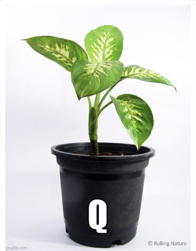 Plant Meme Generator - Imgflip
