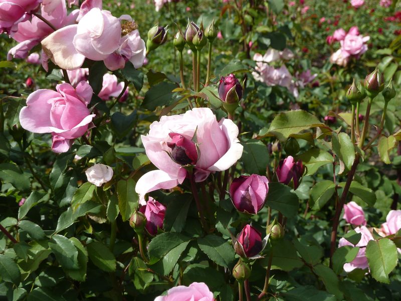 2013-08-22 Forst Dieter Müller2