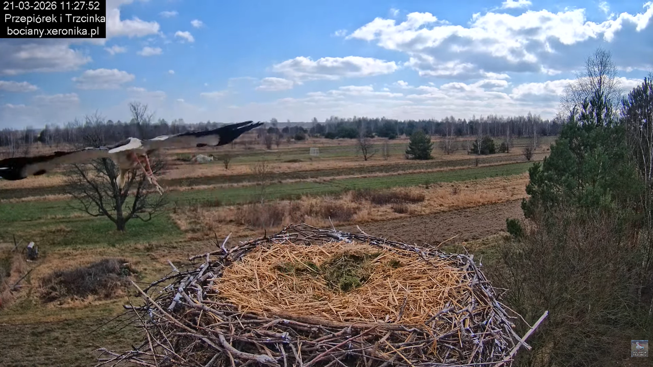 21032026bociany 22