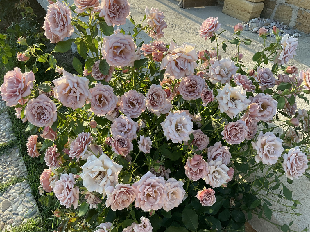 5B3210AB-CC74-401A-A444-EBD0A8237DDB