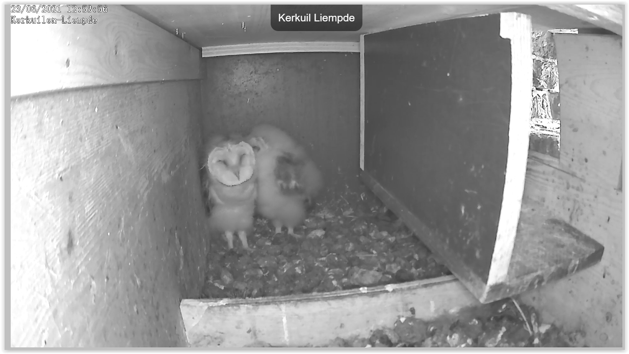 Screen Shot 06-23-21 at 12.54 PM