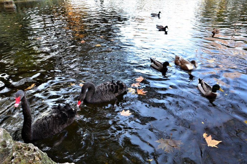 PARQUE EL CAPRICHO-2013-2022-MADRID - Paseando por España-1991/2016 (64)