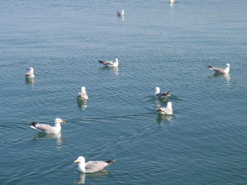 Slika