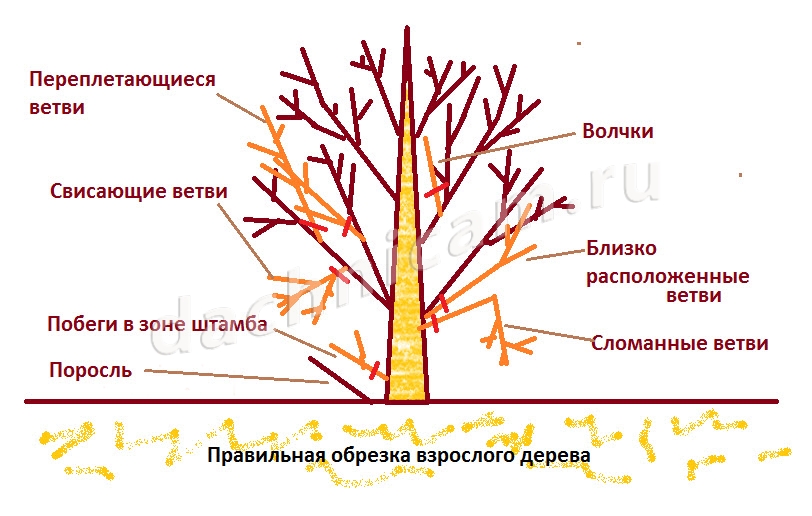 Обрезка Яблони Осенью Цена
