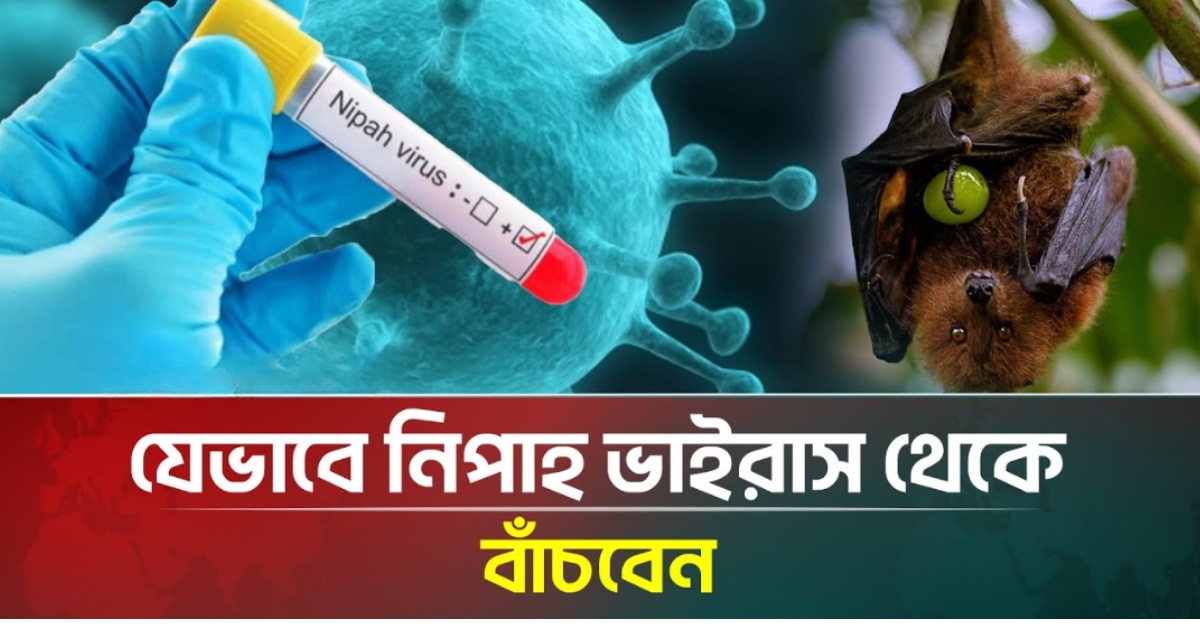 দোয়েল পাখি ধানক্ষেতে পোকা খাচ্ছে