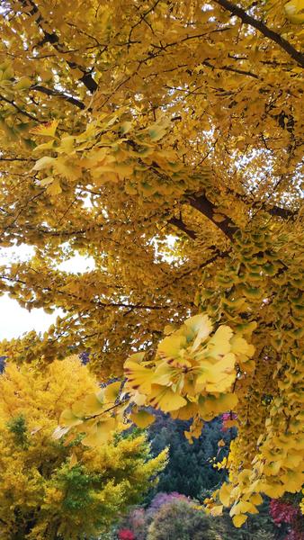 Saiko Iyashi no Sato Nenba-16-11-2024 - Japón y sus Pueblos-2024 (37)