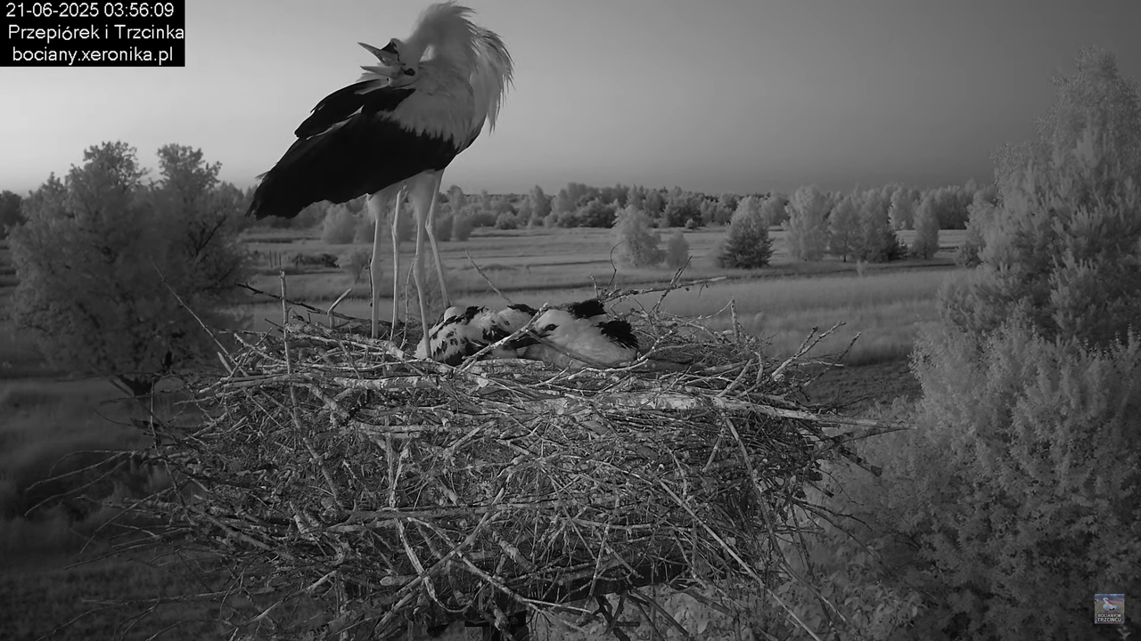 21062025bociany2