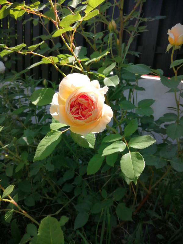 IMG_20220605_113424
