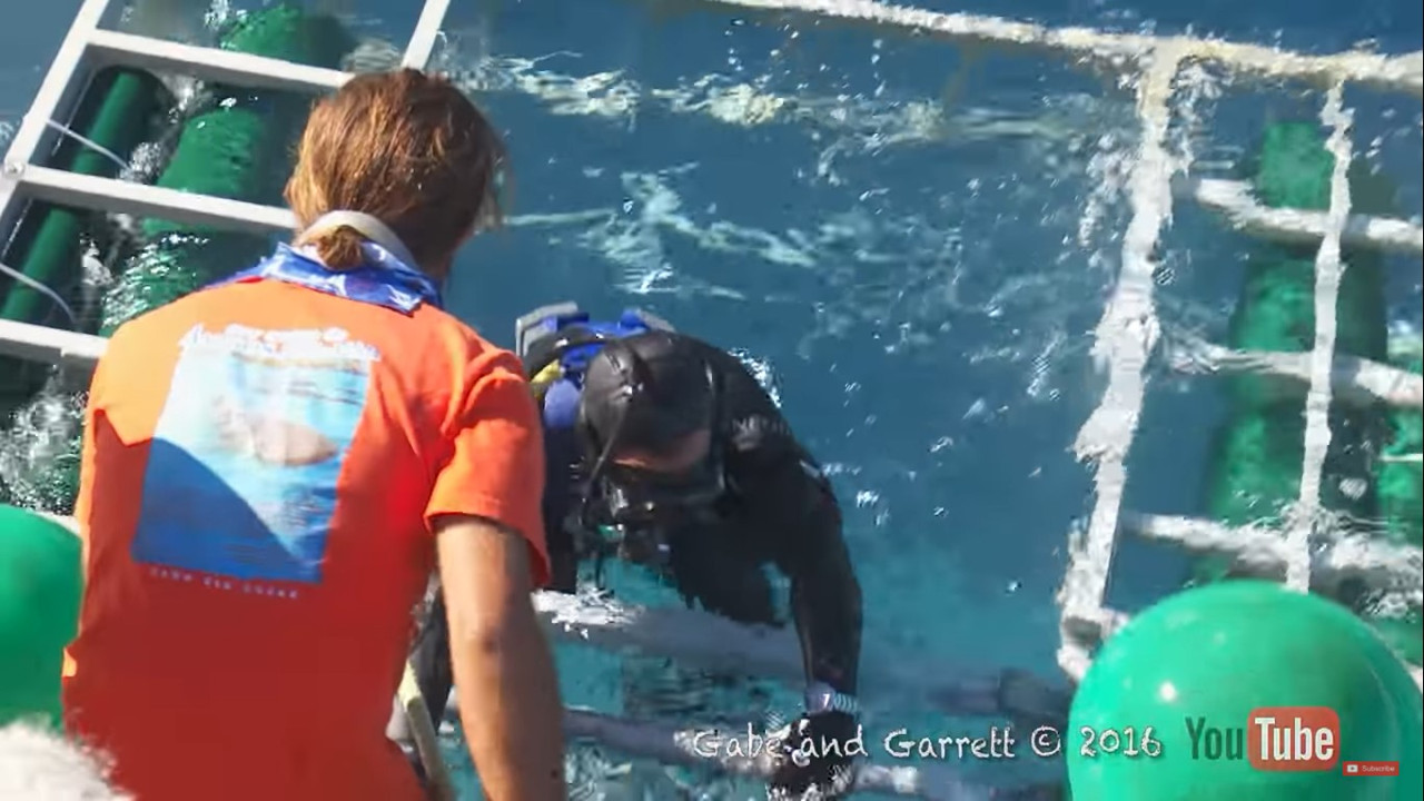 Tiburón blanco entró en la jaula de un buzo, el terror quedó grabado en video