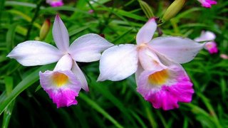 Thơ hoạ Nguyễn Thành Sáng & Tam Muội (2096) Bamboo-Orchid-Frasers-Hill-Malaysia-915x515