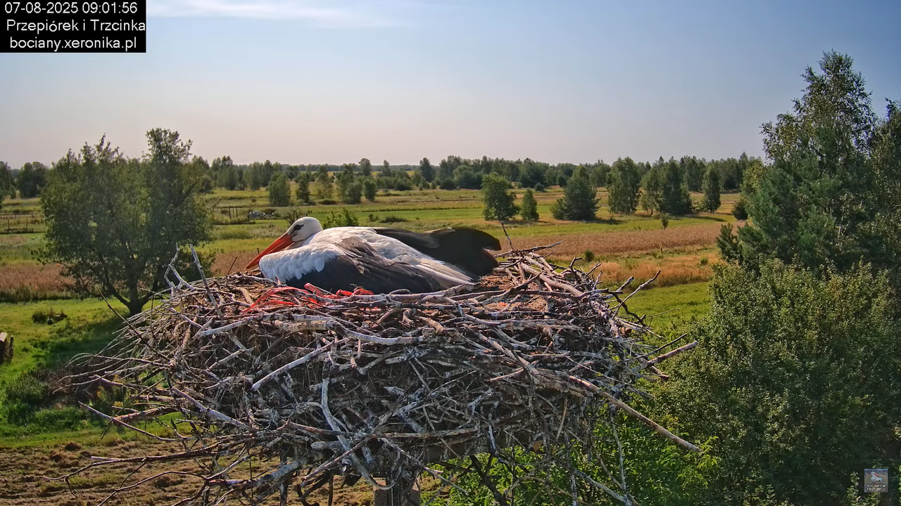 07082025bociany11