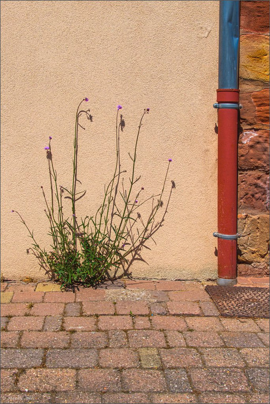 XT5A9347-Verbessert-RR  2025 Hombourg-Haut  LR ERWZ FB