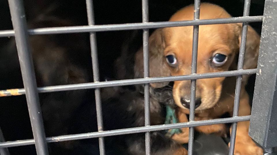 Desmantelan criadero clandestino en la CDMX: Ponen a salvo a 17 'perros salchicha'