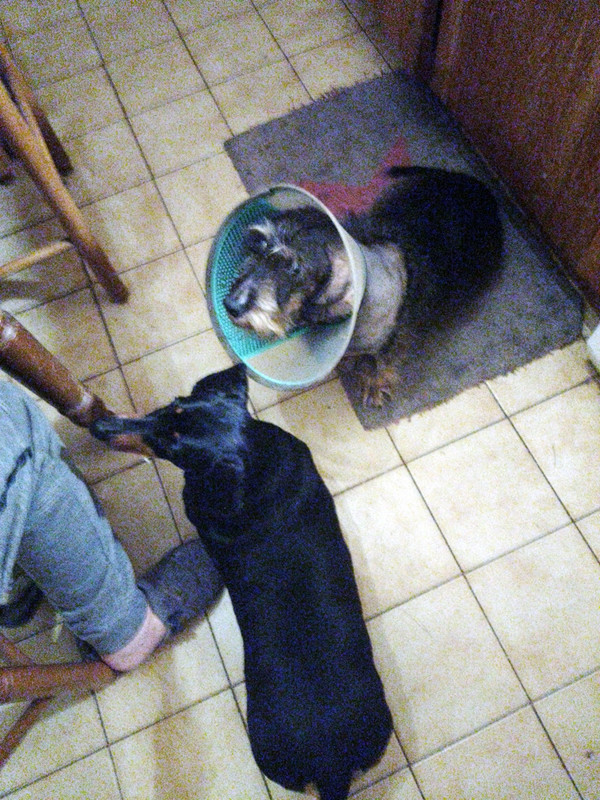 [Image: Guerrier.jpg]