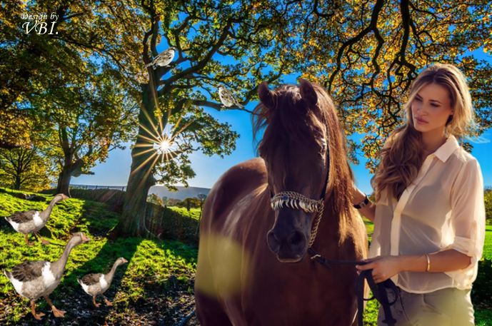 Paard