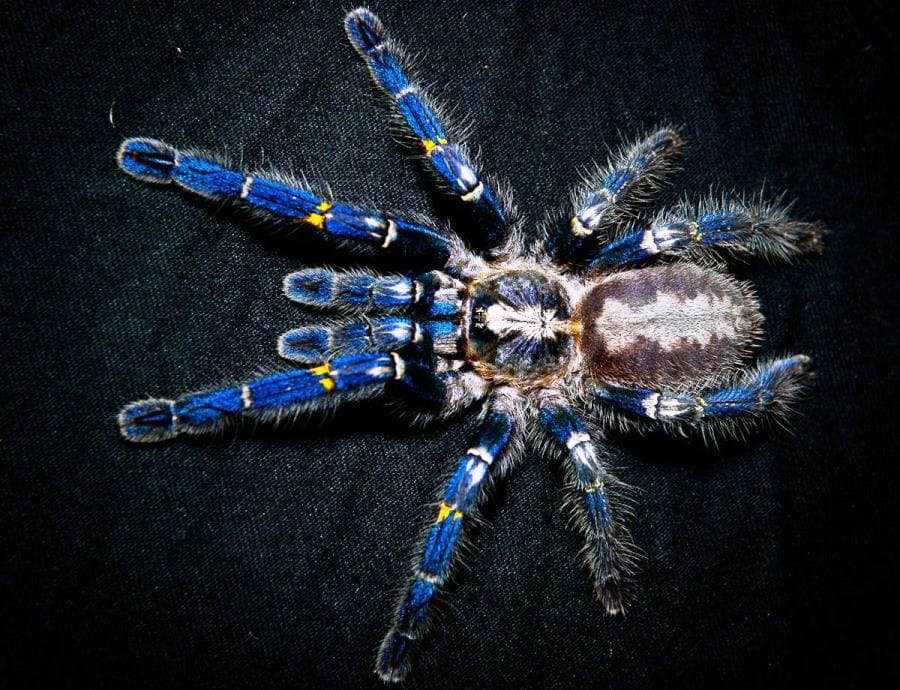 Интересные факты про Poecilotheria metallica - синий драгоценный паук Интересные факты про Poecilotheria metallica - синий драгоценный паук