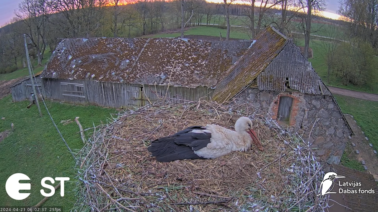 Baltie stārķi (Ciconia ciconia) Tukuma novadā - LDF tiešraide __ White storks in Tukums, Latvia 9-11