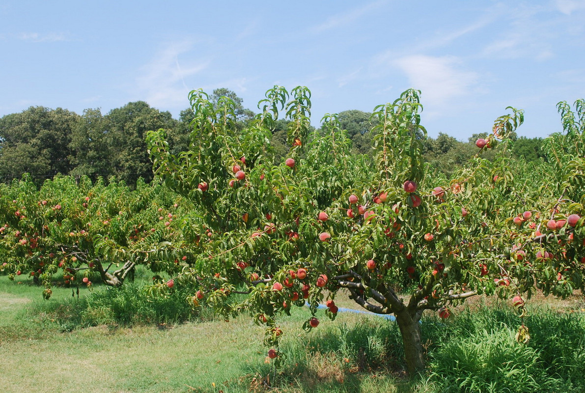 Персиковое дерево в ландшафтном дизайне идеи использования в саду