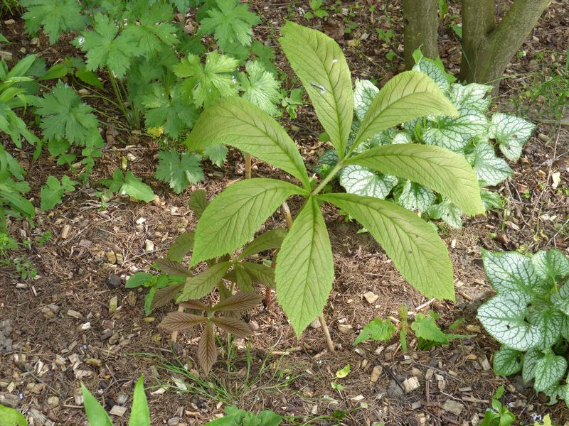 2014-05-26 Rodgersia 'Café Olé'