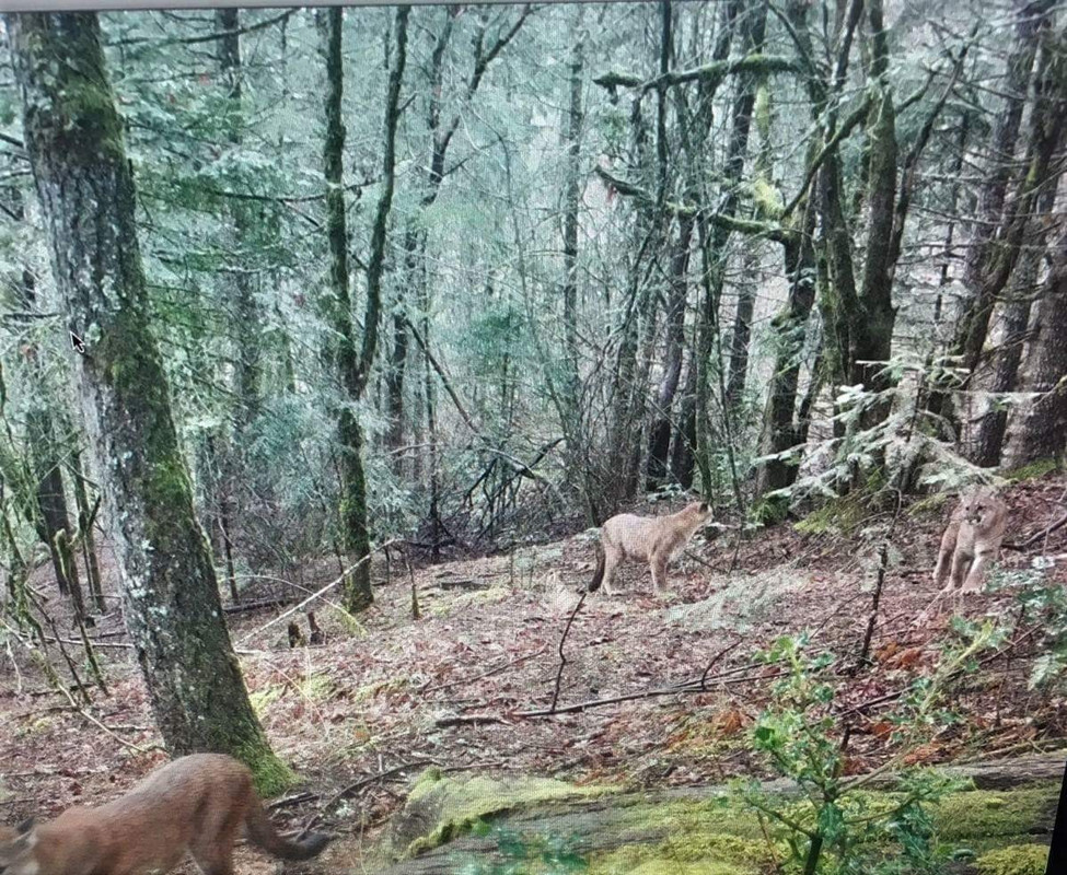 1487735034343746988464