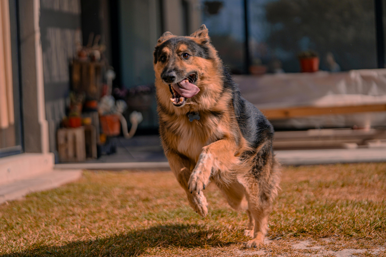 Ostéopathie et pathologies dysplasiques du chien, Partie 1 : La dysplasie de hanche — accompagnement et limites