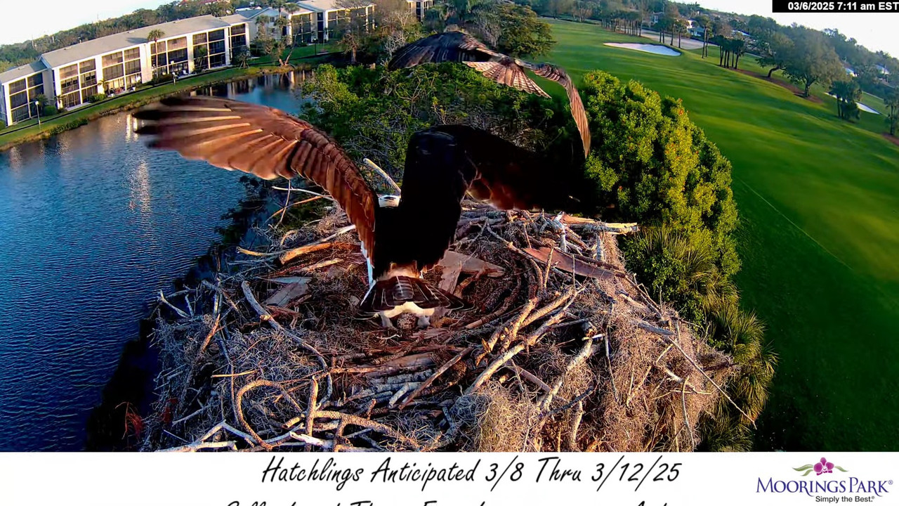 2025 Moorings Park Osprey tiešraides straume Naples, FL 12-52-7 screenshot (1)