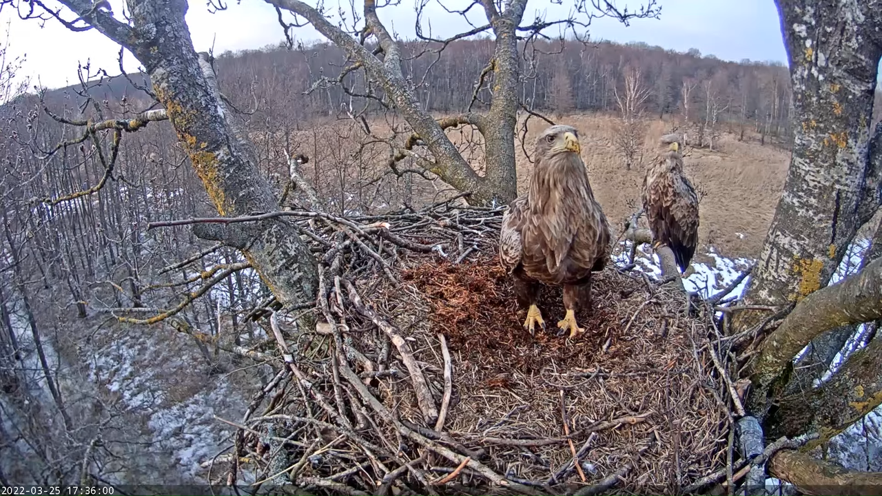 Merikotkas__Haliaeëtus albicilla 12-33-33 screenshot