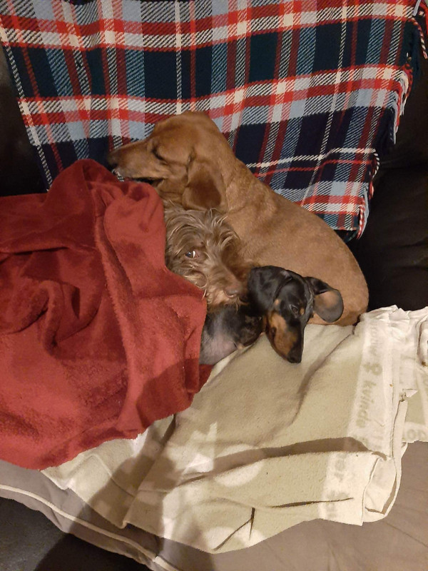 [Image: C13-D4819-0-AAF-4-CD4-A946-B4-C49426-DD53.jpg]