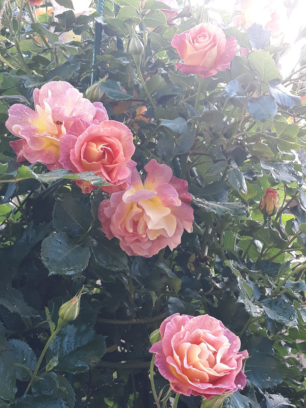 20190602_075956