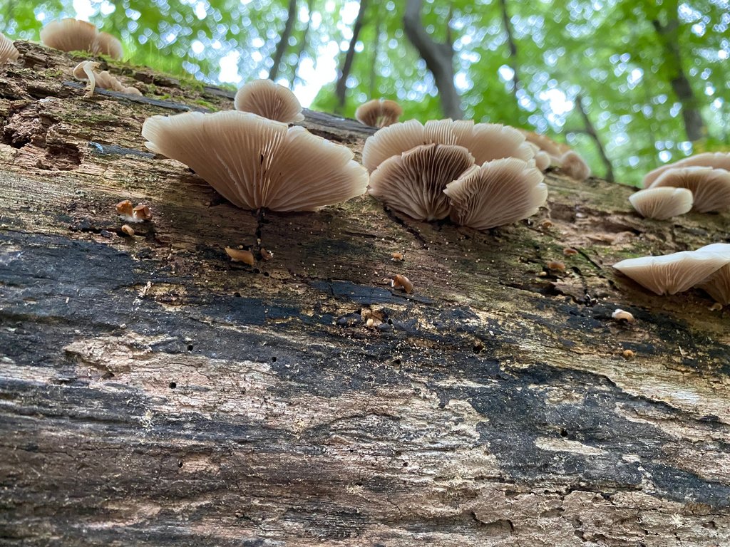 Spring Edible mushroom thread, share you mushroom pictures - Spring ...