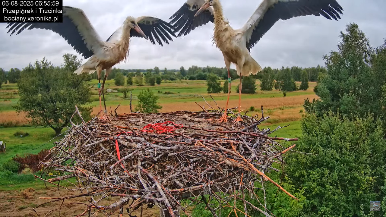 06082025bociany5