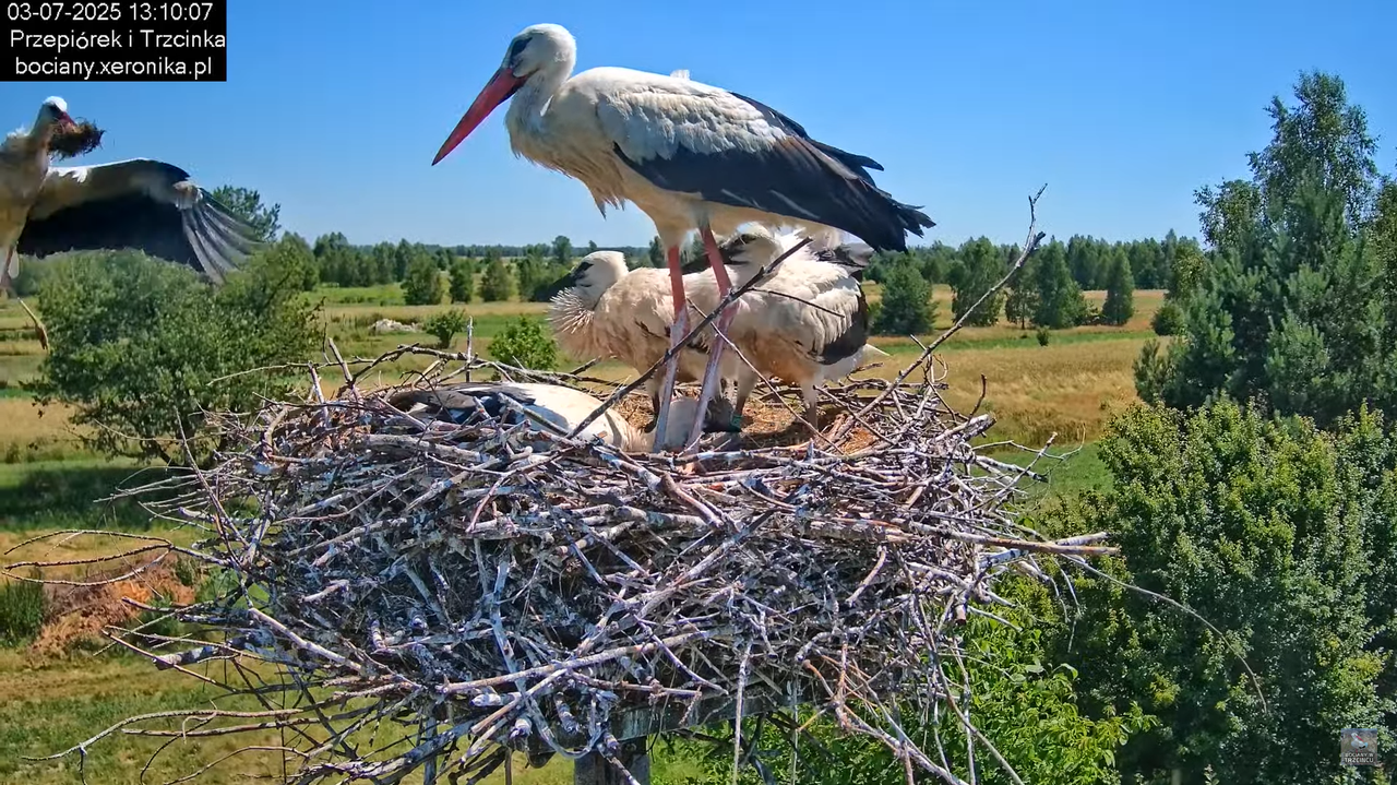 03072025bociany32