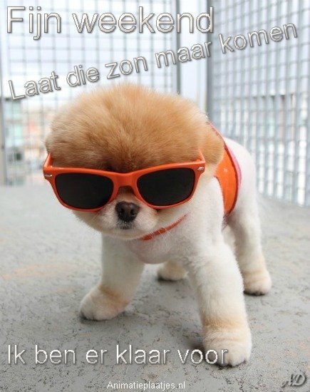 fijn-weekend-animatieplaatjes-nl-hond-bril-1