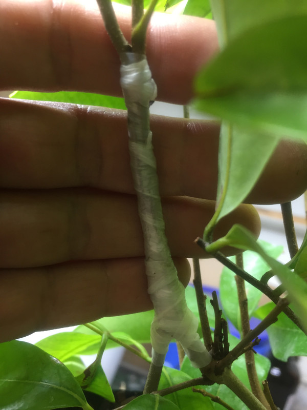 A2E39357-0CBC-4354-9373-88126ED6B4D6