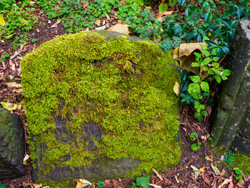 moss covered gravestone