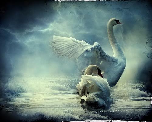 swan76