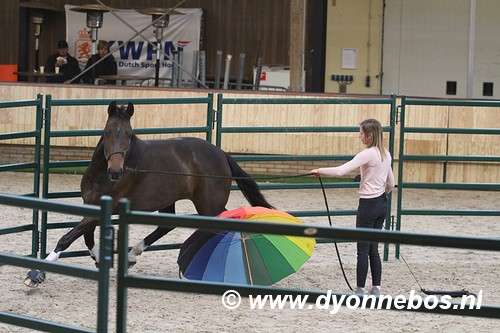 Yvet Blokesch featherlight horsemanship training equiday mustang make-over
