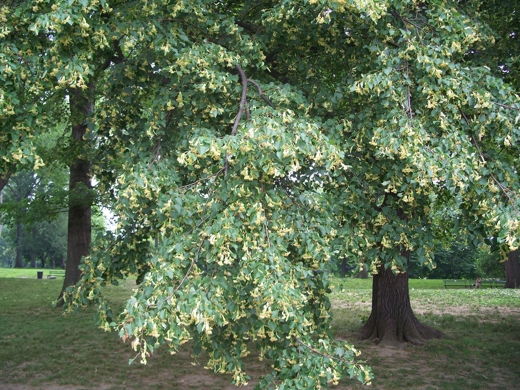tilia americana